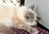 If you are thinking about introducing a new pet to the family, Nala could be your new feline friend and is ready to adopt at Bundaberg RSPCA.