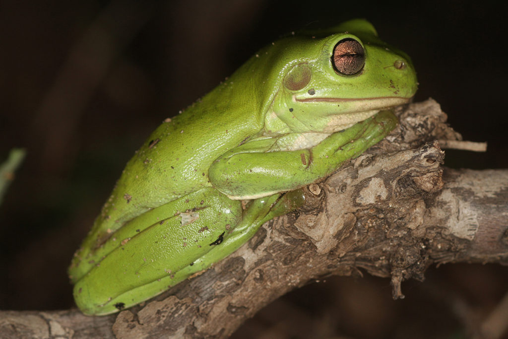 national frog week
