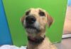 Lena the Irish Wolfhound/Golden Retriever mix is looking for love and a family of her own