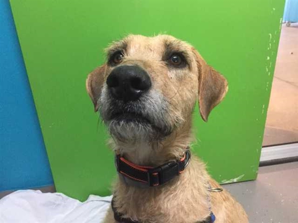 Lena the Irish Wolfhound/Golden Retriever mix is looking for love and a family of her own