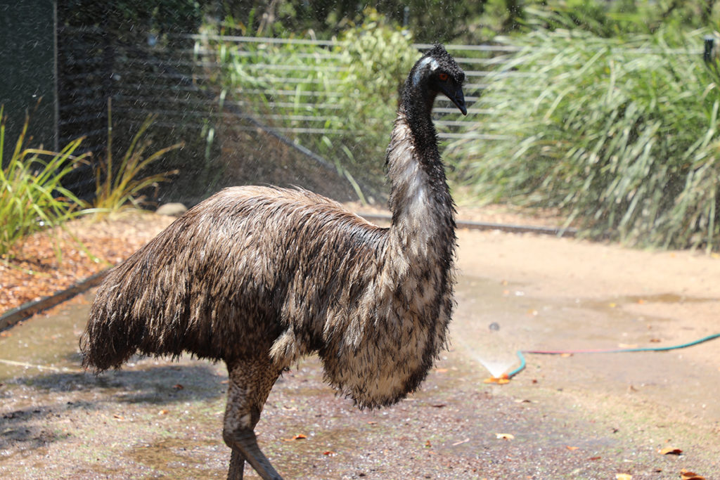 Alexandra Park zoo emus