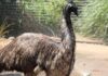 Emu enclsoure