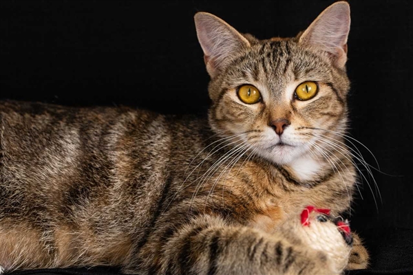 Stellar Stella is available for adoptions at Bundaberg RSPCA