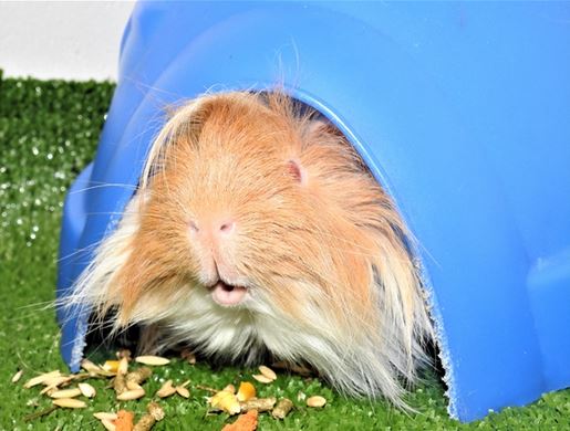 shy guy elvis