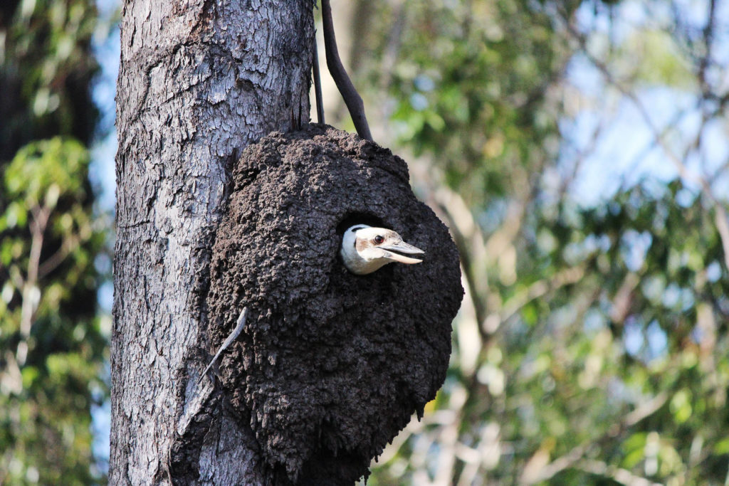 arboreal termite mound