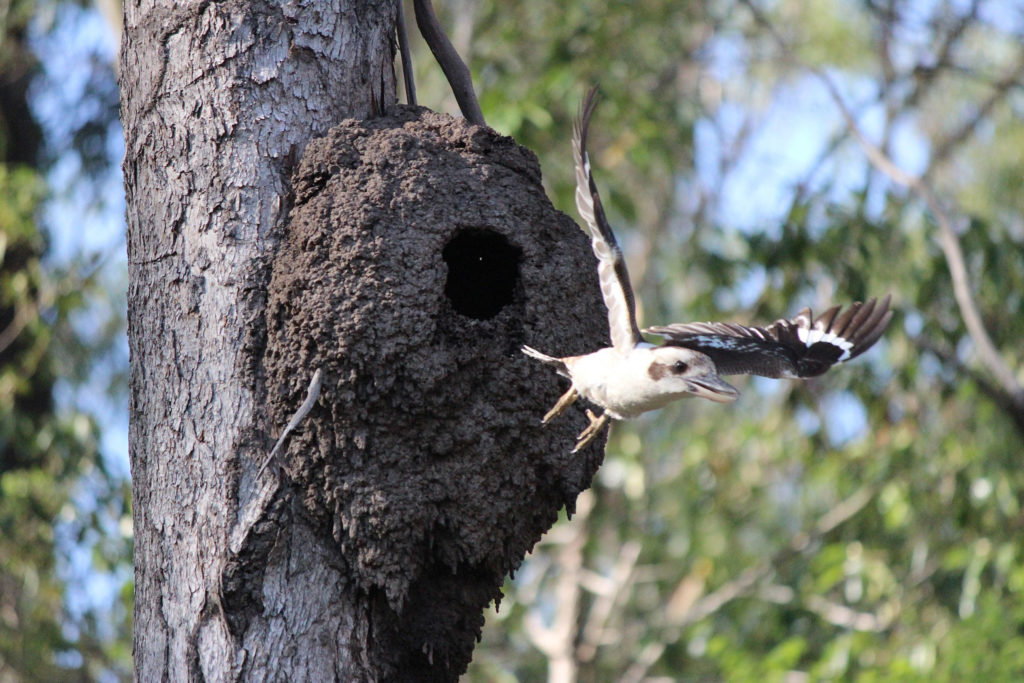 arboreal termite mound