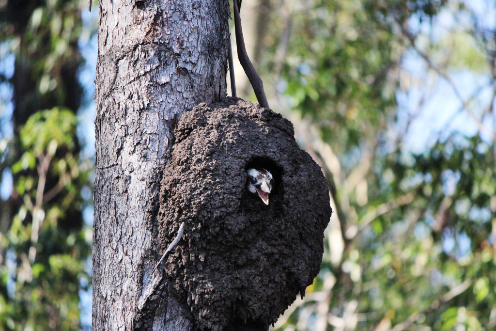 arboreal termite mound