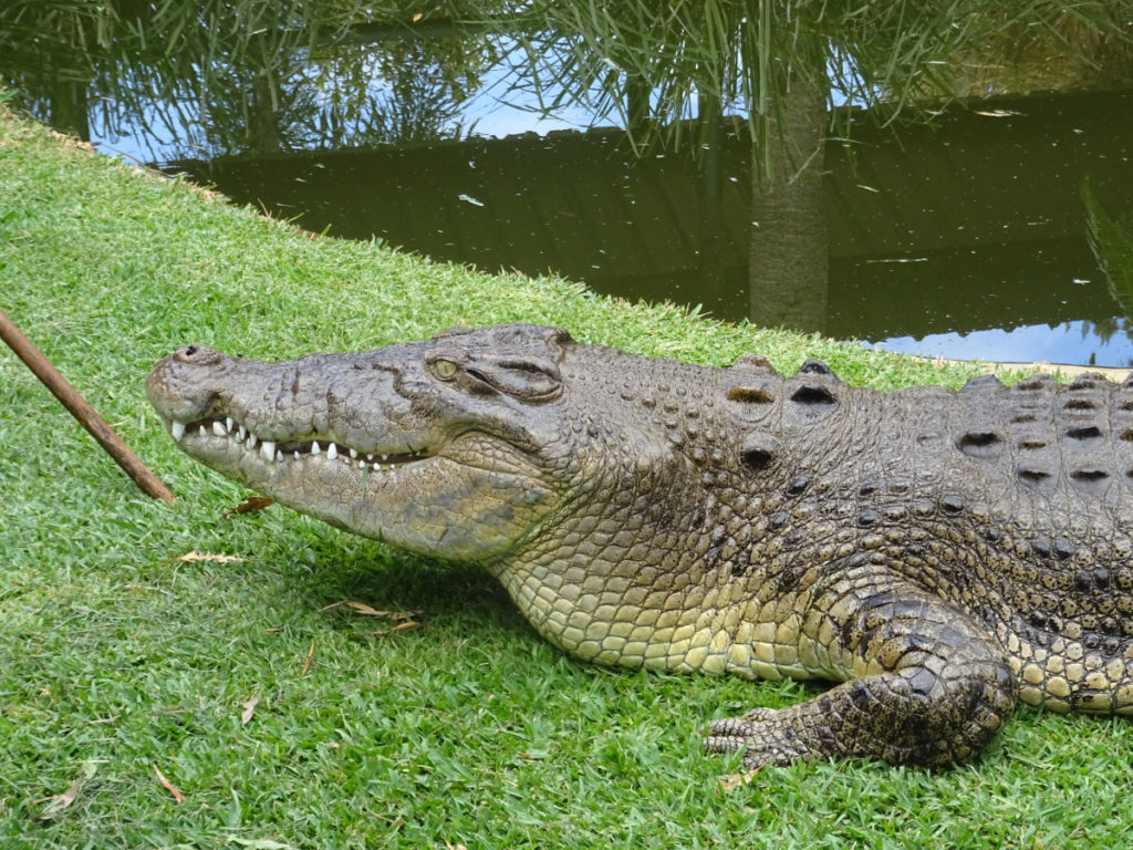 saltwater croc Macca