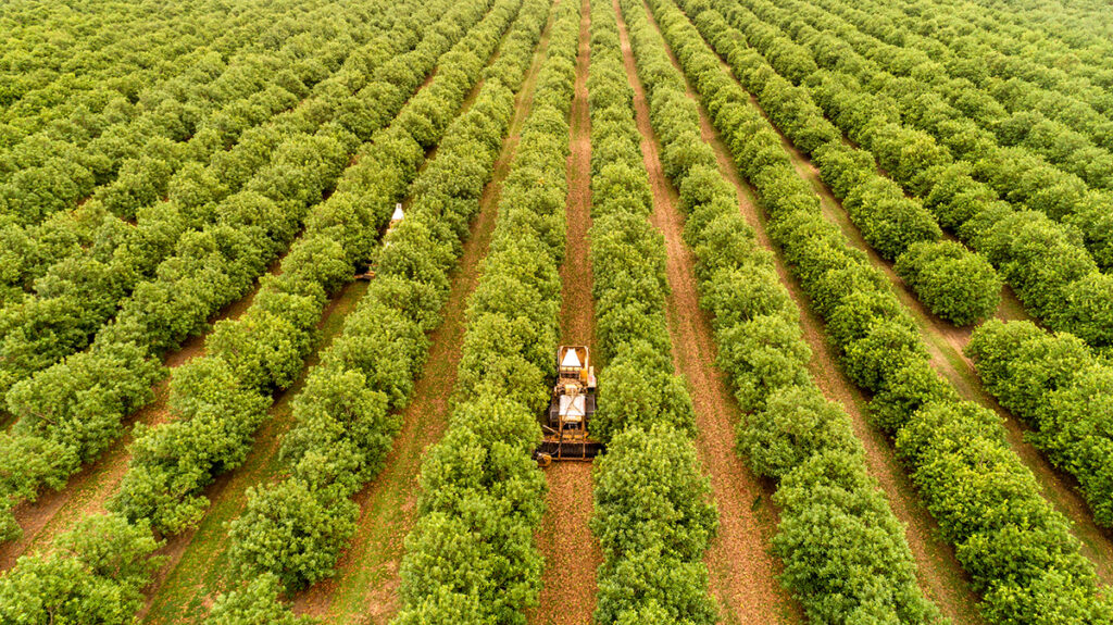 macadamia crop modelling