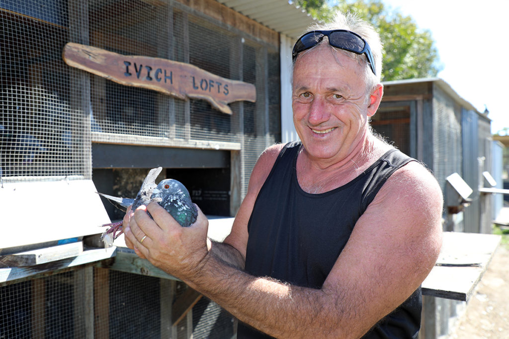 Pigeon racing