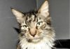 Lady Jemima RSPCA Bundaberg