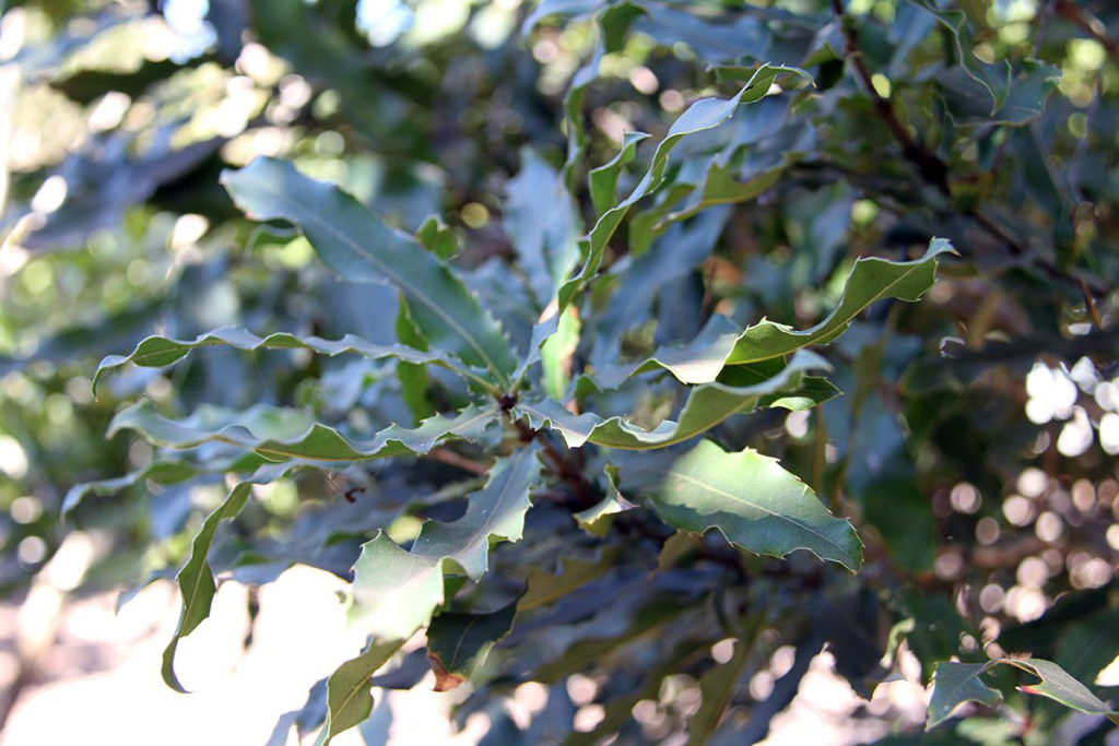 Macadamia tetraphylla conservation endangered
