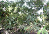 Macadamia jansenii conservation Bulburin