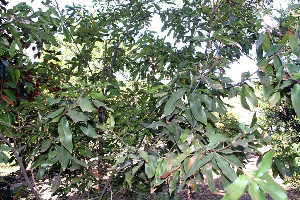 Macadamia jansenii conservation Bulburin