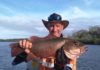 Mangrove jack