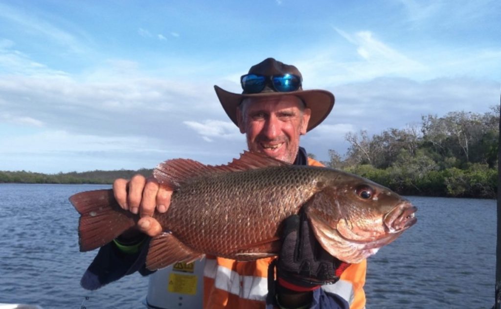 Mangrove jack