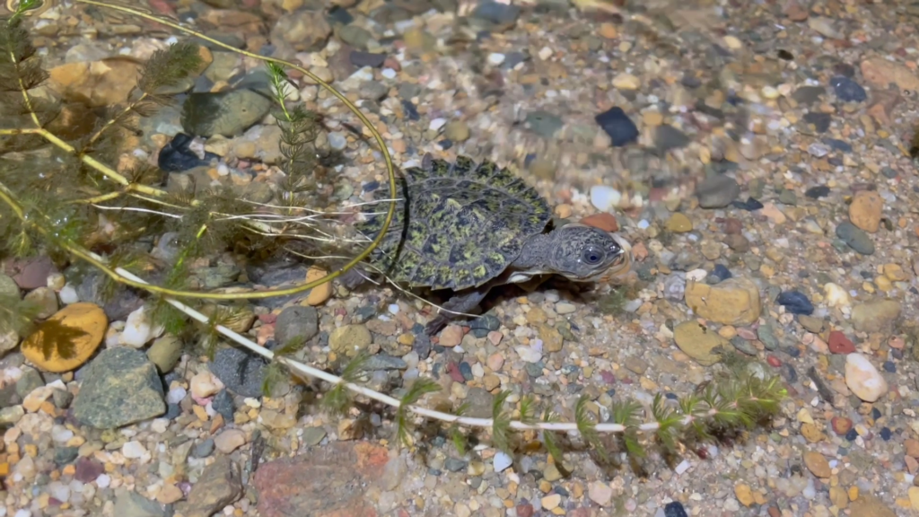 critically endangered turtle