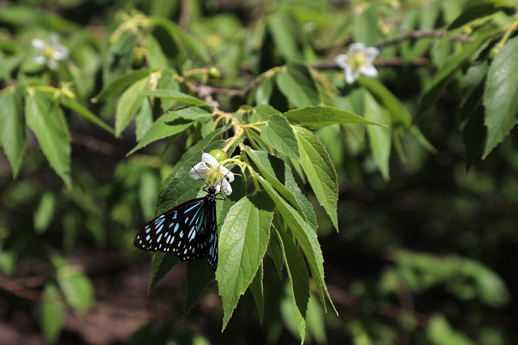 butterfly