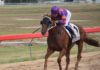 Gambit ridden by louise dillon