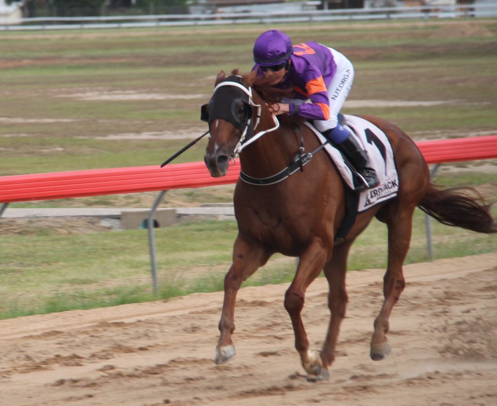 Gambit ridden by louise dillon