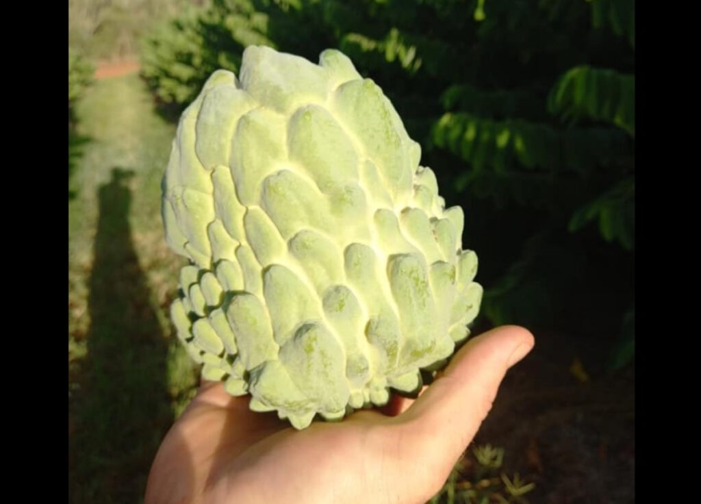 Custard apple and pork stir fry