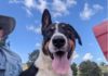 Red Collar Rescue