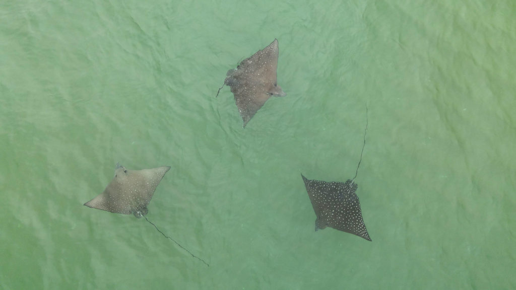 spotted eagle rays