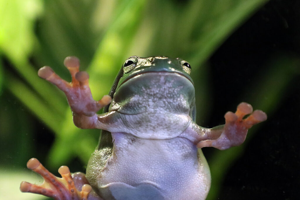 World Frog Day