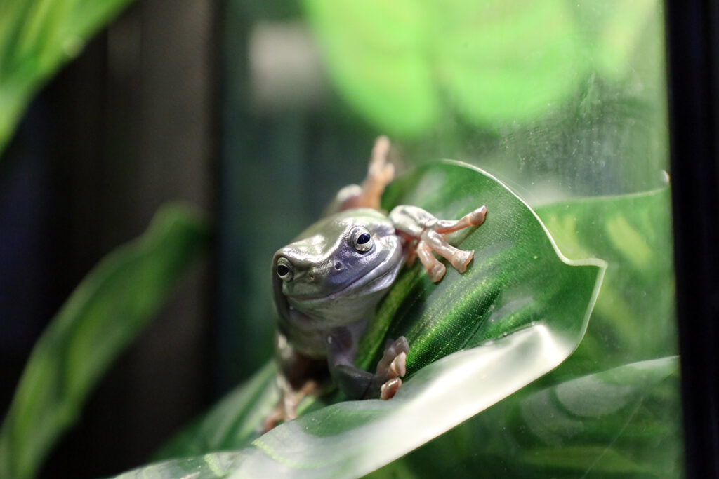 park zoo frogs