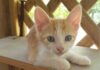 Bluey kitten