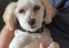 Red Collar Rescue
