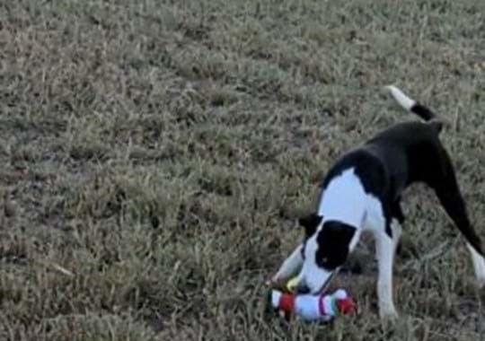 Ivy the border collie