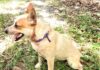 Tilly cattle dog