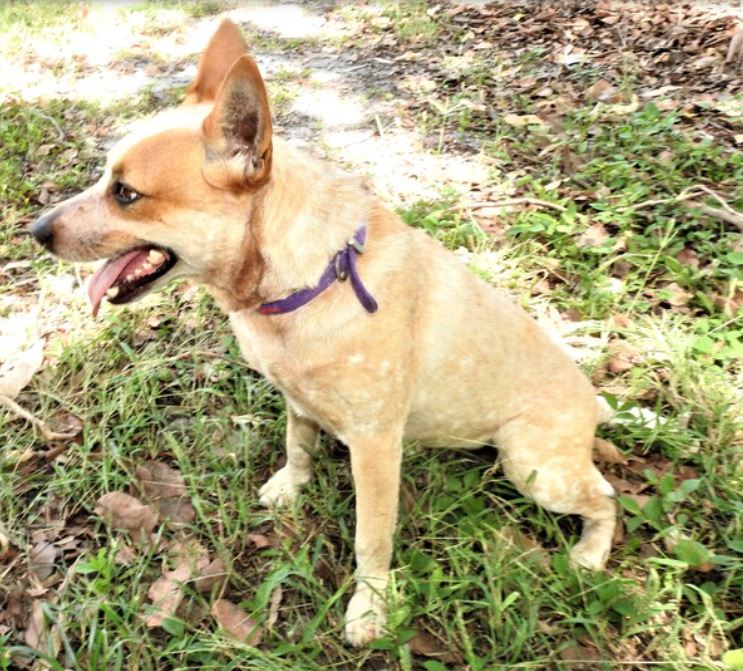 Tilly cattle dog