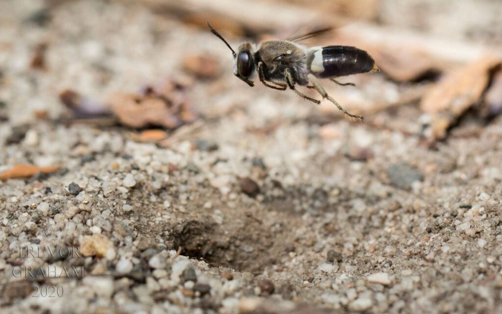 wasp