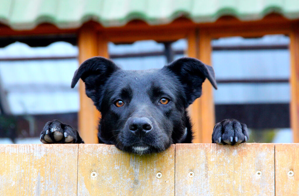 dog inspection program