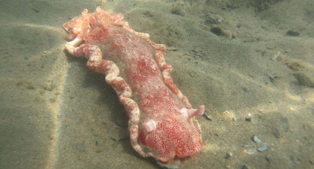 Flamboyant' sea slug discovered at The Basin – Bundaberg Now