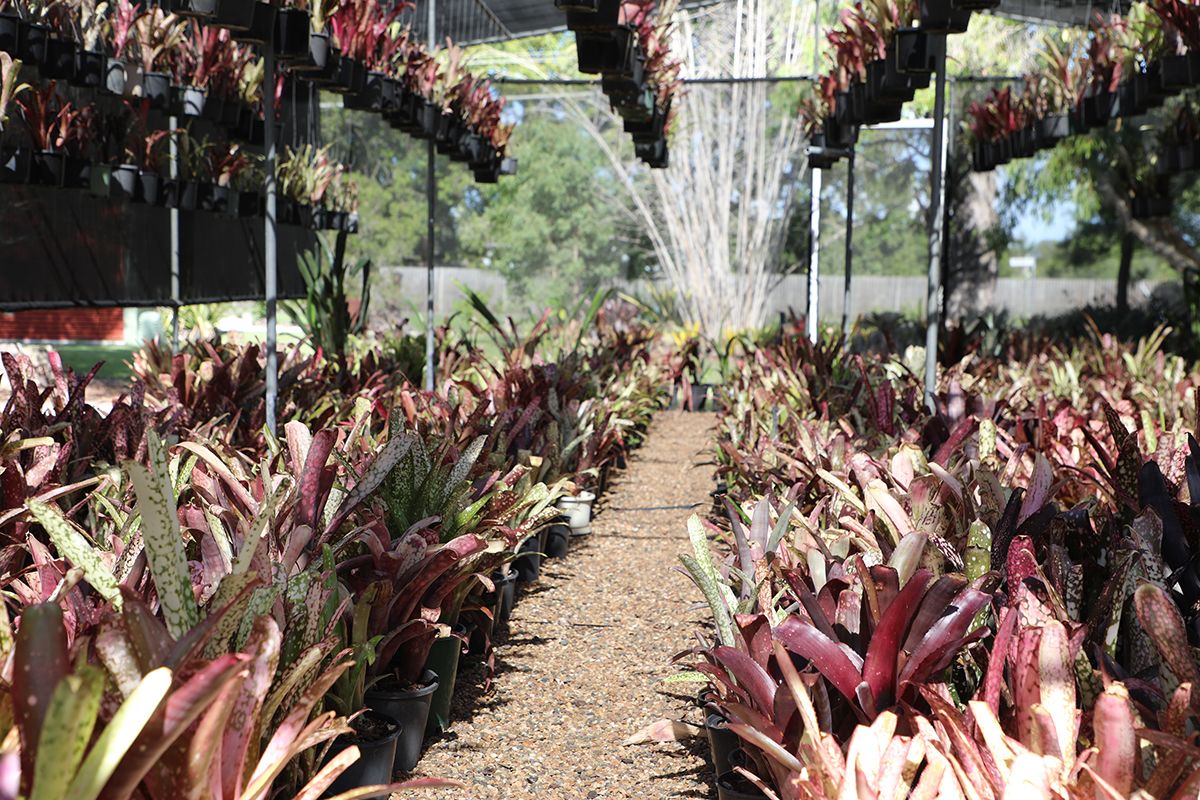 Bromeliads