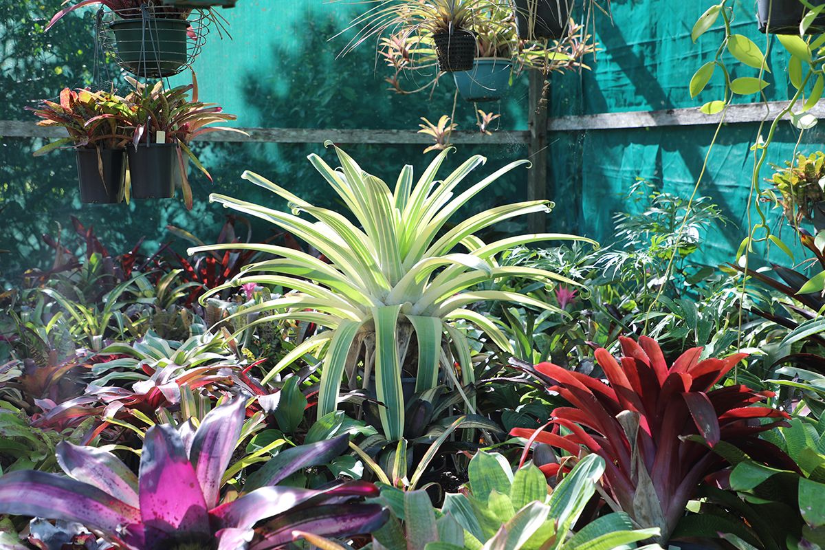 Cordylines and Bromeliads
