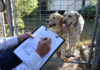 register your dog