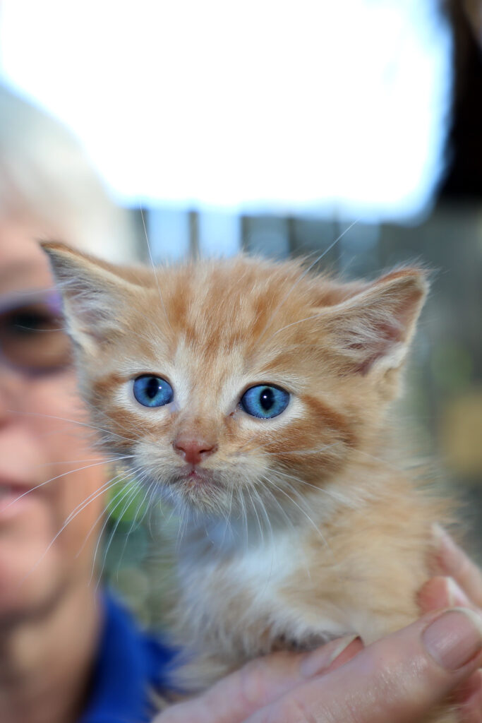 RSPCA foster carer