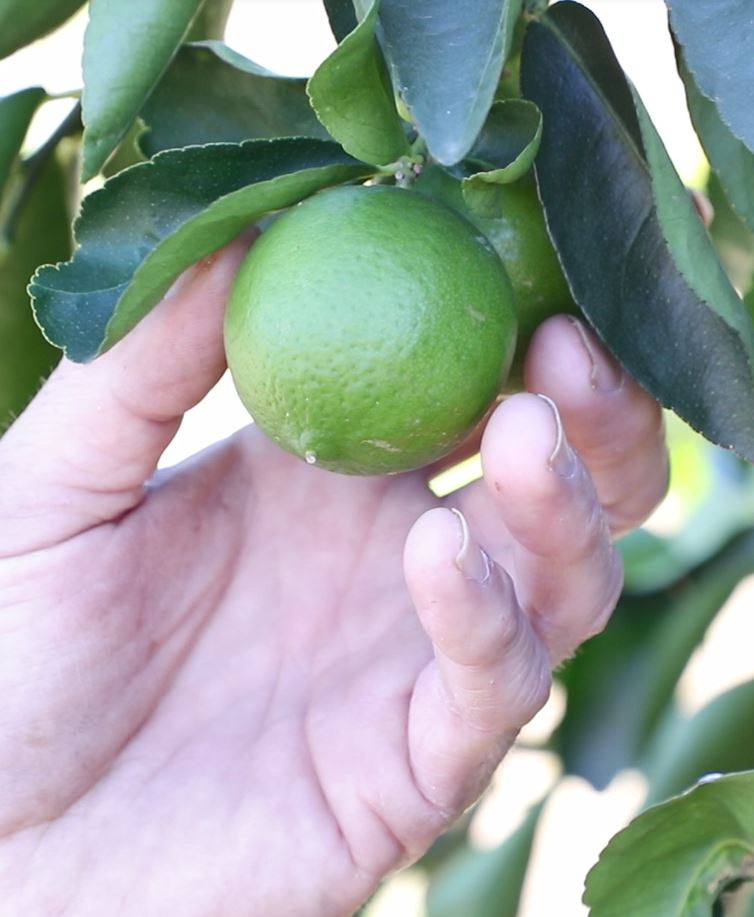 Evergreen Limes