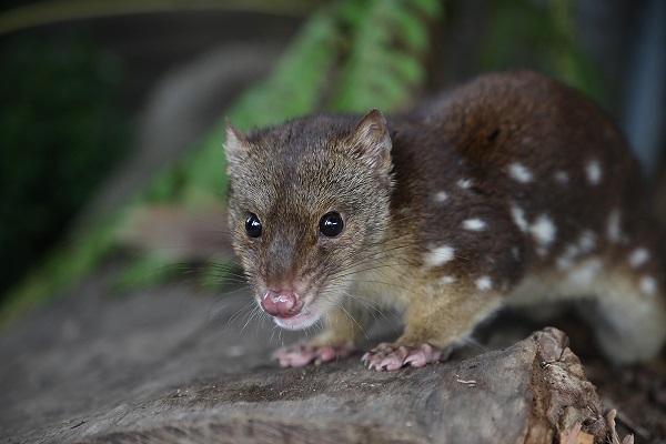 Crunchy quoll birthday