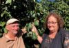 Childers Avocado Orchard