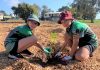 schools tree day