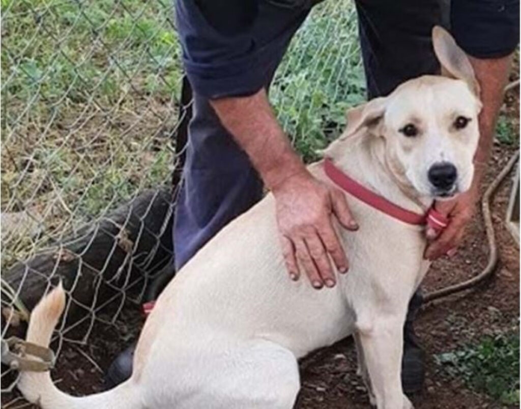 Marley red collar rescue