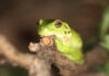 frog