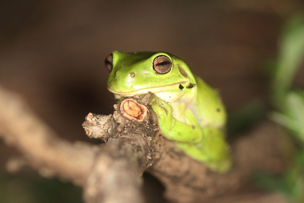 healthy frog habitats