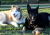 dog off leash
