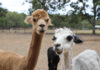 AllyHar Alpaca Farm